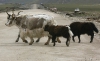 Yaks im Grasland
